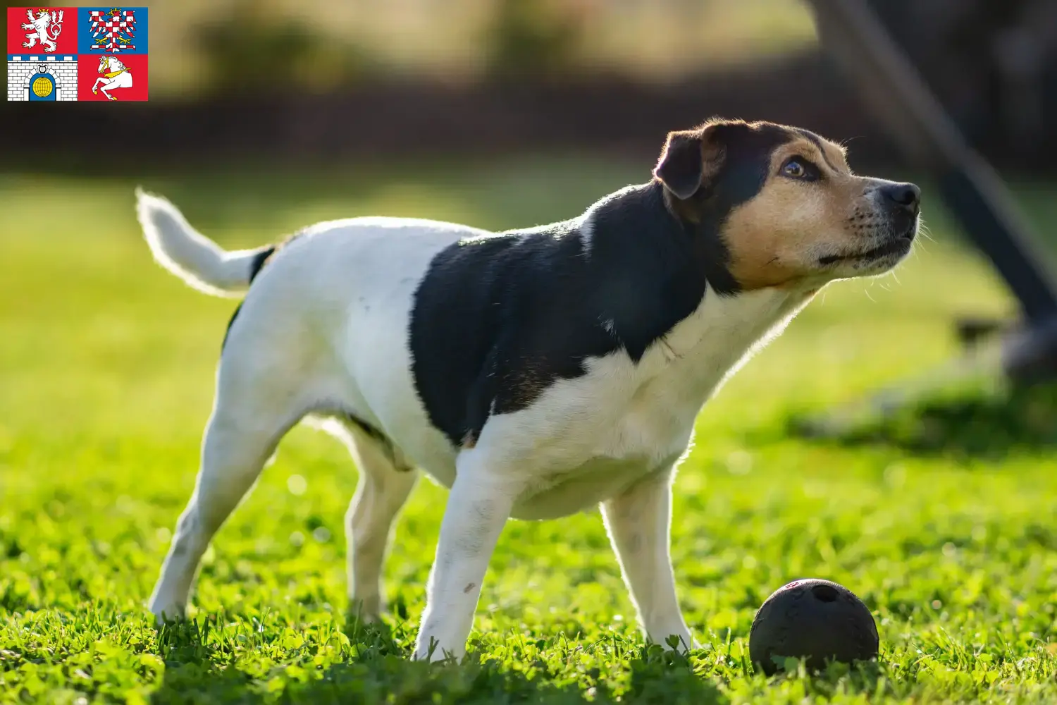 Read more about the article Danish-Swedish Farmdog breeder and puppies in Pardubice