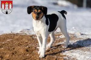 Read more about the article Danish-Swedish Farmdog breeders and puppies in Salzburg