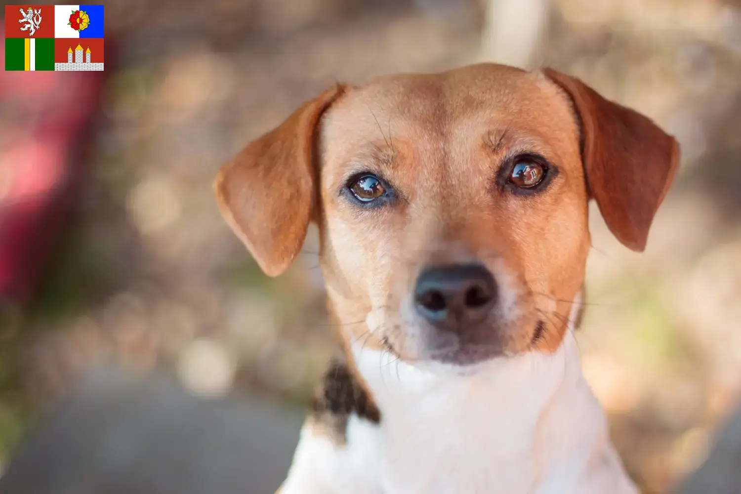 Read more about the article Danish-Swedish Farmdog breeders and puppies in South Bohemia