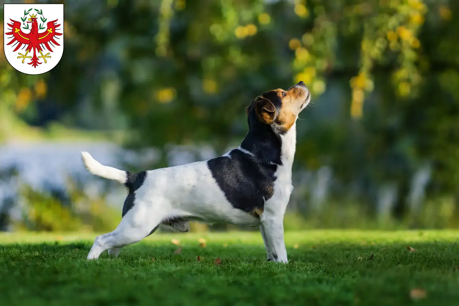 Read more about the article Danish-Swedish Farmdog breeders and puppies in Tirol