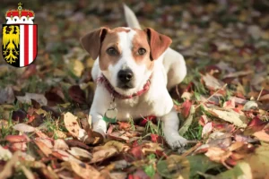 Read more about the article Danish-Swedish Farmdog breeders and puppies in Upper Austria