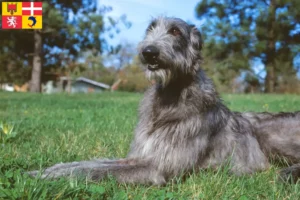 Read more about the article Deerhound breeders and puppies in Auvergne-Rhône-Alpes