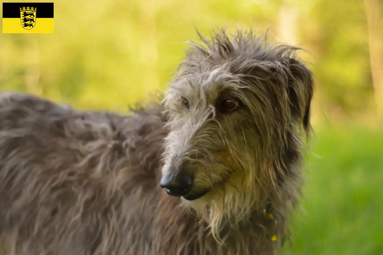 Read more about the article Deerhound breeders and puppies in Baden-Württemberg