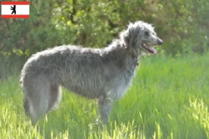 Read more about the article Deerhound breeders and puppies in Berlin