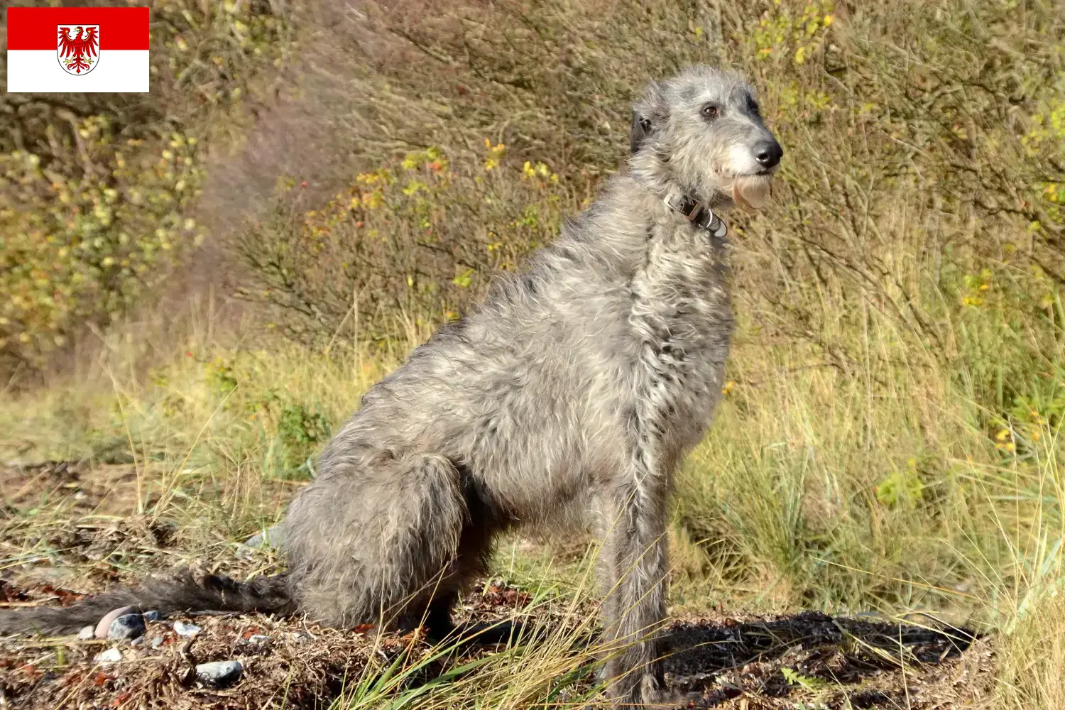 Read more about the article Deerhound breeders and puppies in Brandenburg