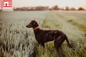 Read more about the article Deerhound breeders and puppies in Bremen