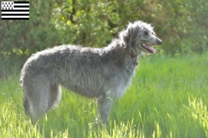 Read more about the article Deerhound breeders and puppies in Brittany