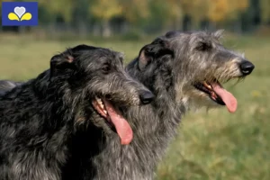 Read more about the article Deerhound breeders and puppies in the Brussels-Capital Region