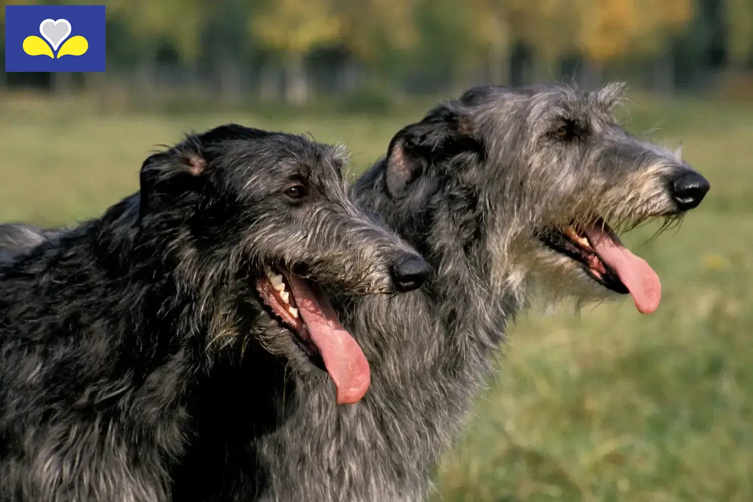 Read more about the article Deerhound breeders and puppies in the Brussels-Capital Region