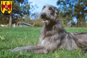 Read more about the article Deerhound breeders and puppies in Burgenland