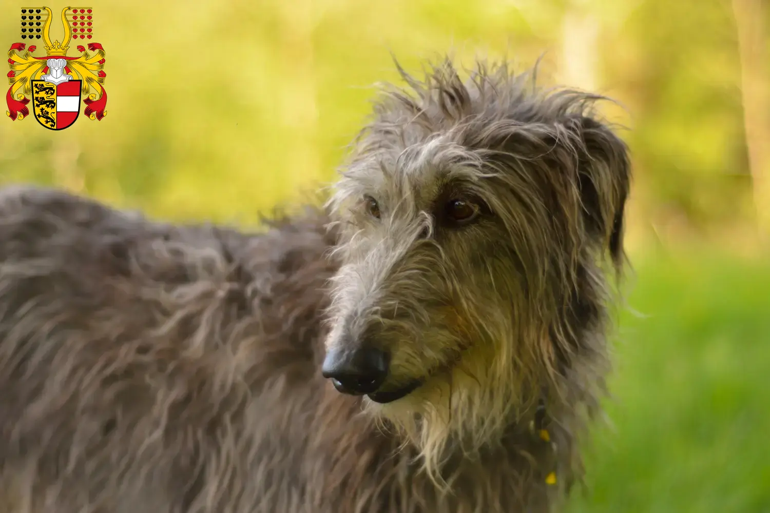 Read more about the article Deerhound breeders and puppies in Carinthia