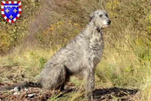 Read more about the article Deerhound breeders and puppies in Centre-Val de Loire