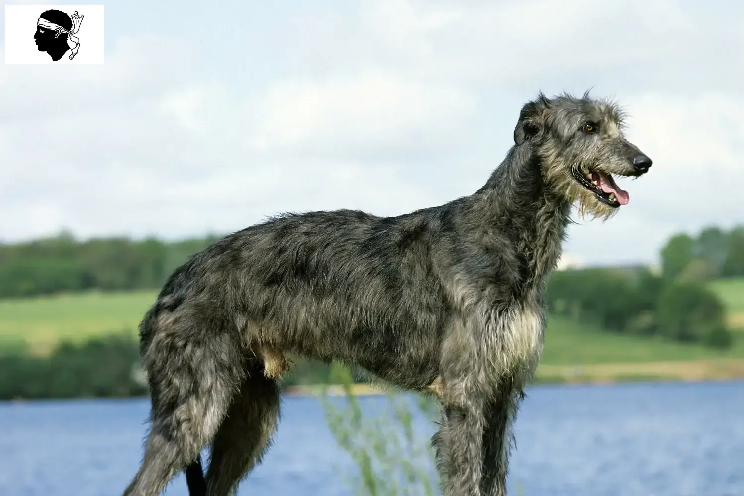 Read more about the article Deerhound breeders and puppies in Corsica