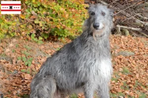 Read more about the article Deerhound breeders and puppies in Drenthe