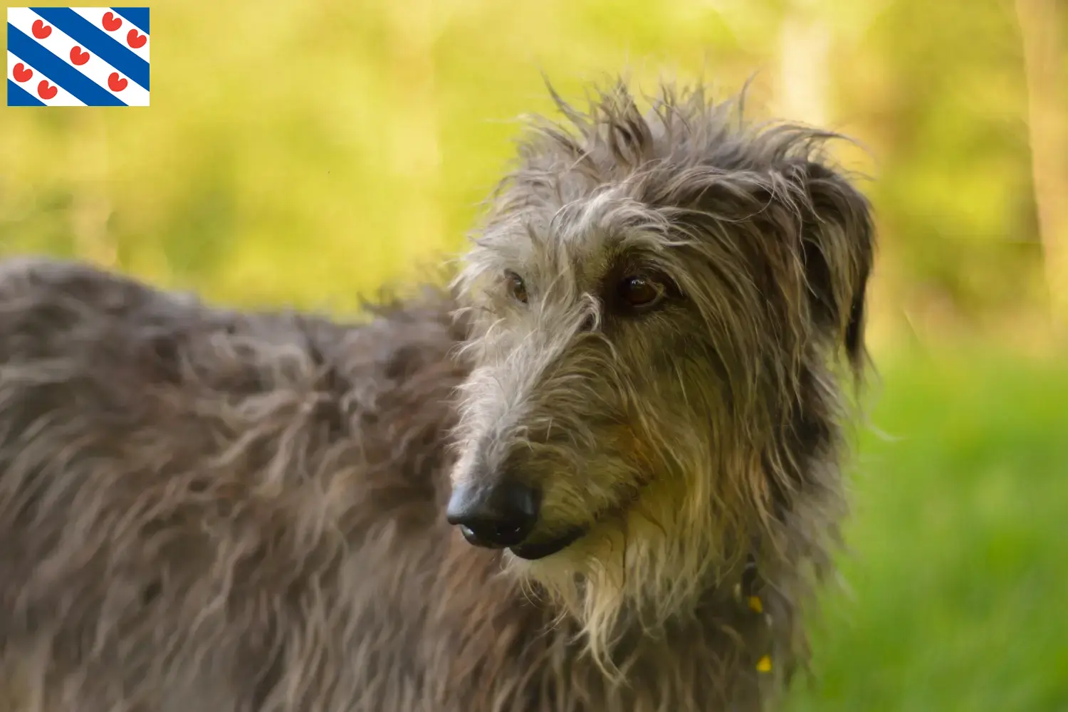 Read more about the article Deerhound breeders and puppies in Friesland