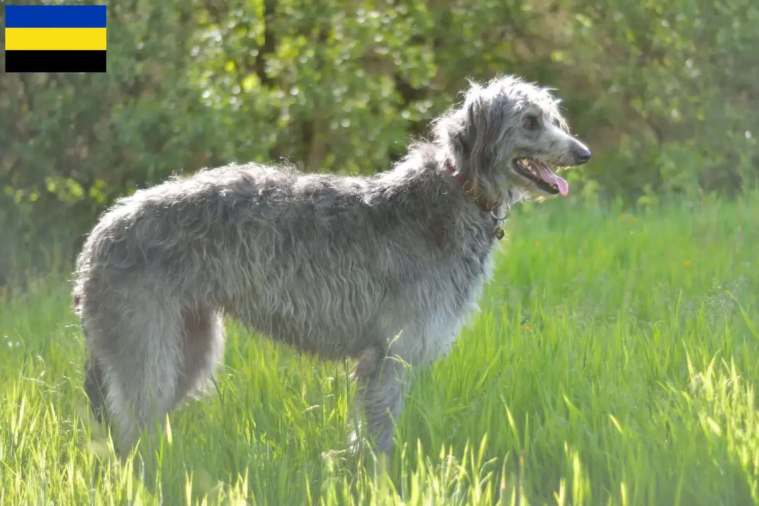 Read more about the article Deerhound breeders and puppies in Gelderland