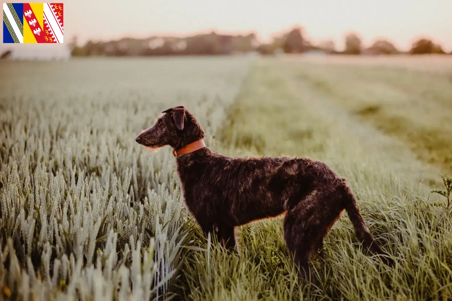 Read more about the article Deerhound breeders and puppies in Grand Est