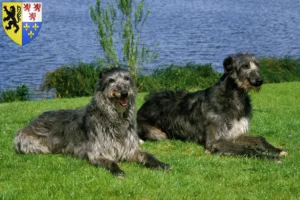 Read more about the article Deerhound breeders and puppies in Hauts-de-France