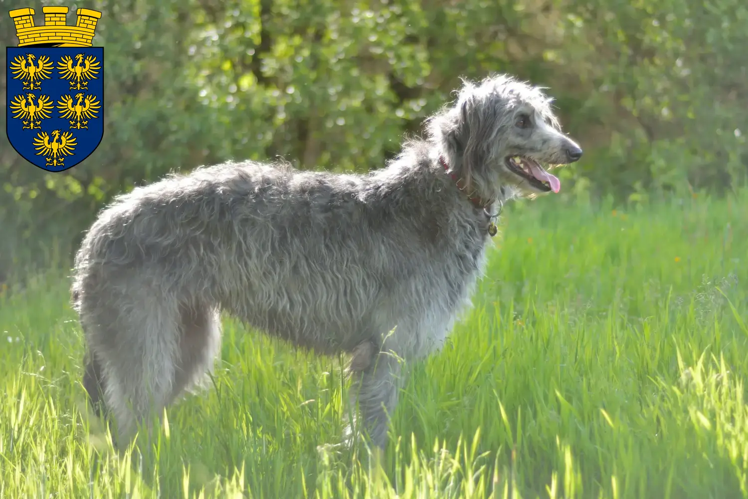 Read more about the article Deerhound breeders and puppies in Lower Austria