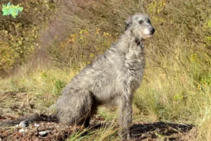 Read more about the article Deerhound breeders and puppies in Midtjylland