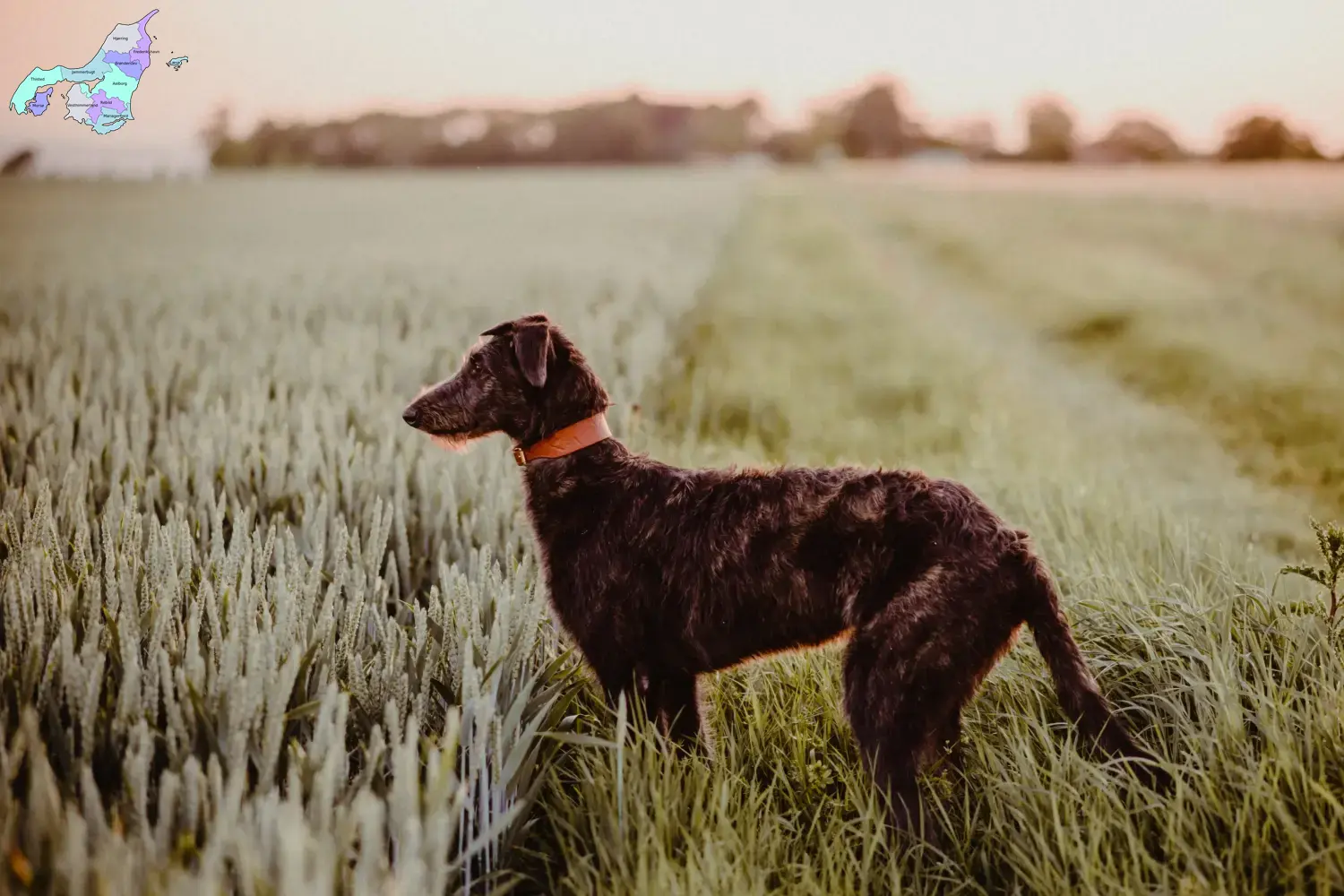 Read more about the article Deerhound breeders and puppies in Nordjylland