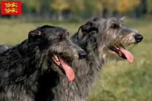 Read more about the article Deerhound breeders and puppies in Normandy