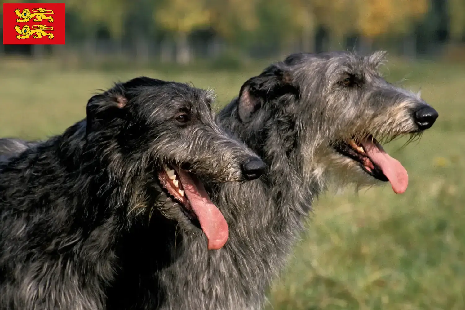 Read more about the article Deerhound breeders and puppies in Normandy