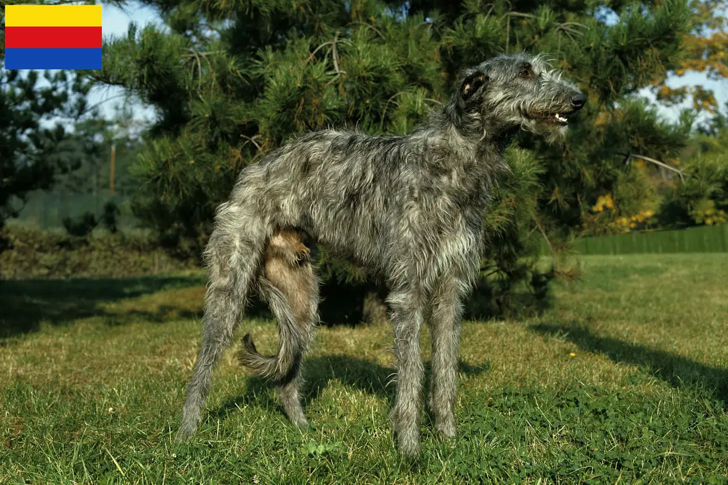 Read more about the article Deerhound breeders and puppies in North Holland