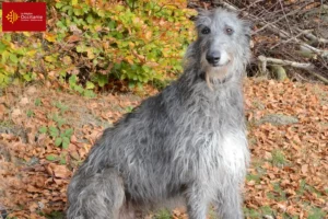 Read more about the article Deerhound breeders and puppies in Occitania