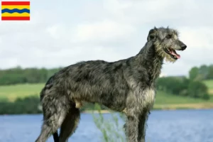 Read more about the article Deerhound breeders and puppies in Overijssel