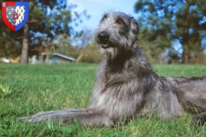 Read more about the article Deerhound breeders and puppies in Pays de la Loire