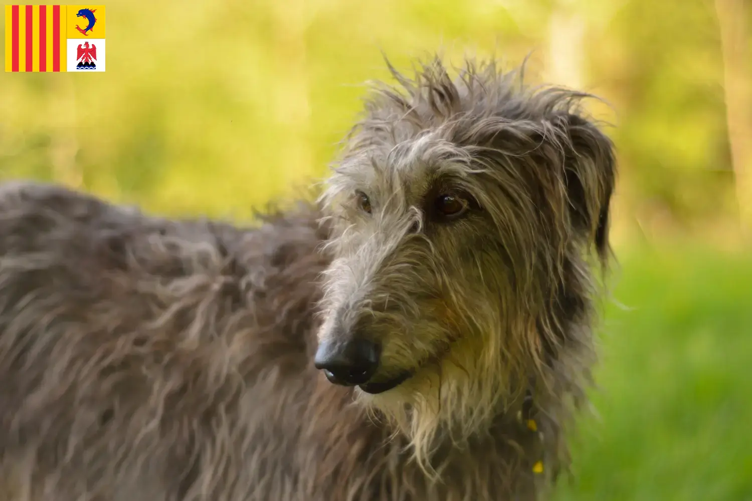 Read more about the article Deerhound breeders and puppies in Provence-Alpes-Côte d’Azur