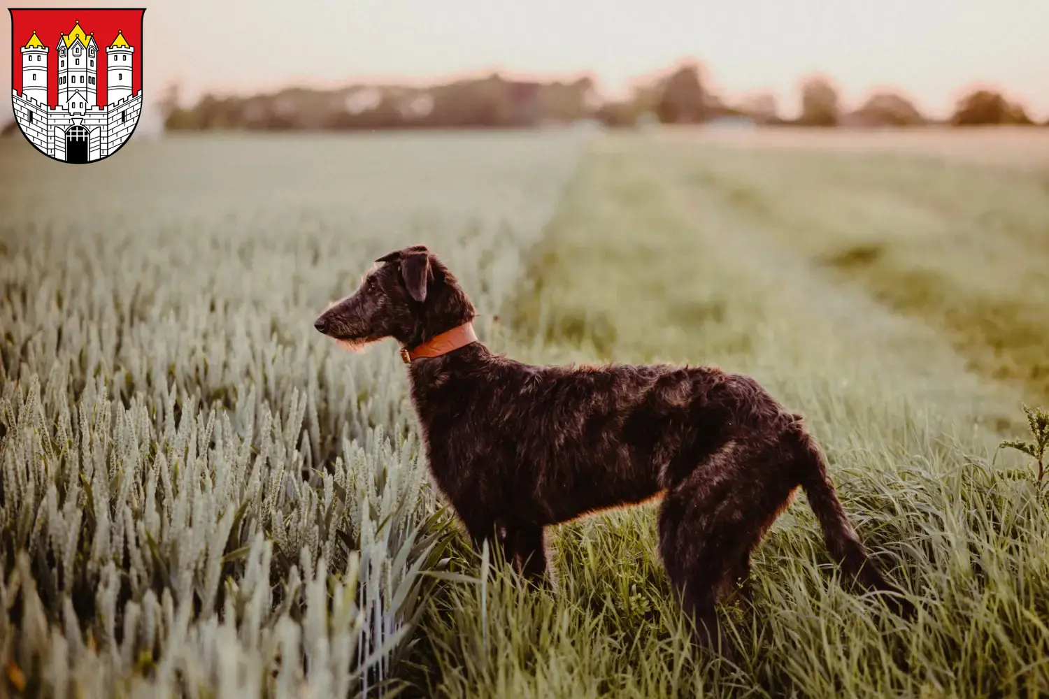 Read more about the article Deerhound breeders and puppies in Salzburg