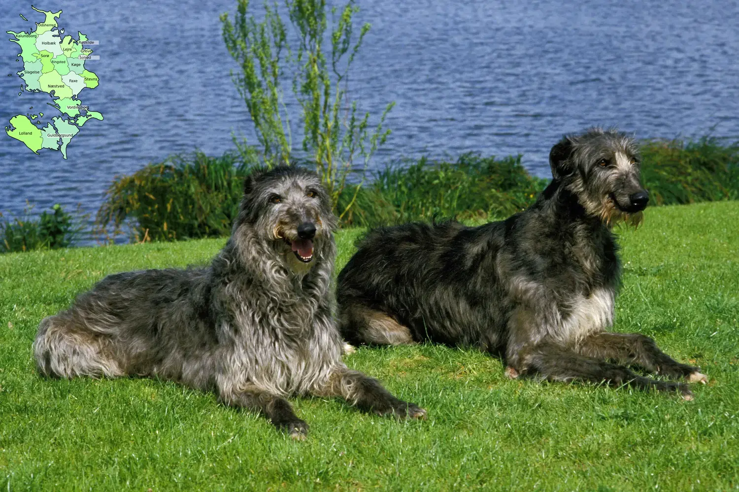 Read more about the article Deerhound breeders and puppies in Sjælland