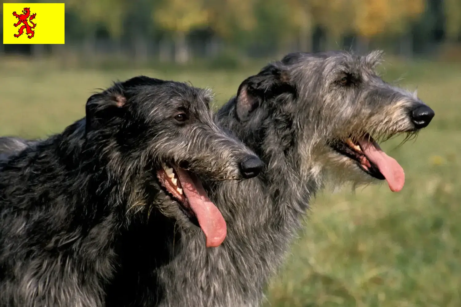 Read more about the article Deerhound breeders and puppies in South Holland