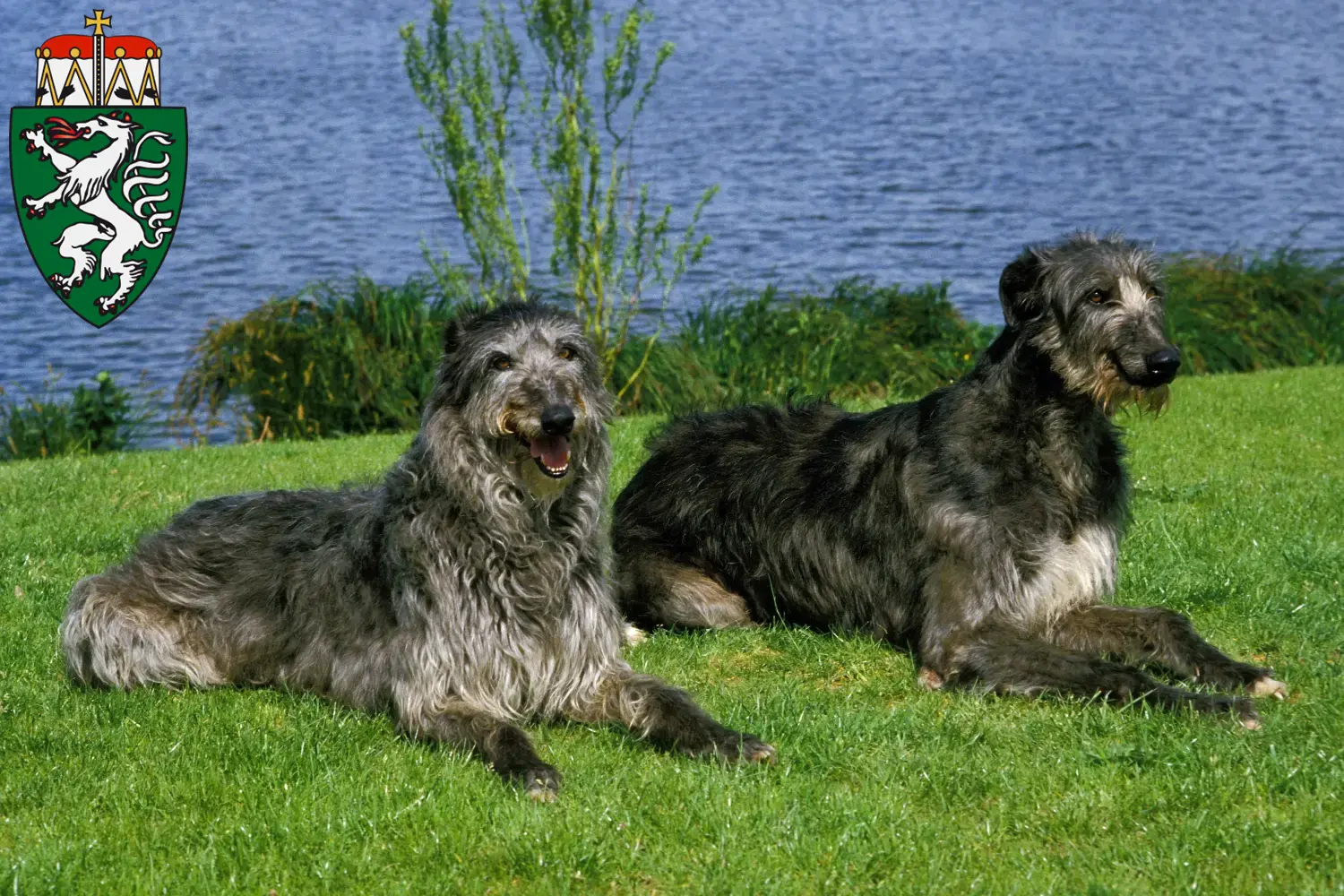 Read more about the article Deerhound breeders and puppies in Styria