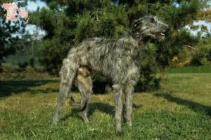 Read more about the article Deerhound breeders and puppies in Syddanmark