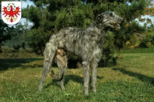Read more about the article Deerhound breeders and puppies in Tyrol