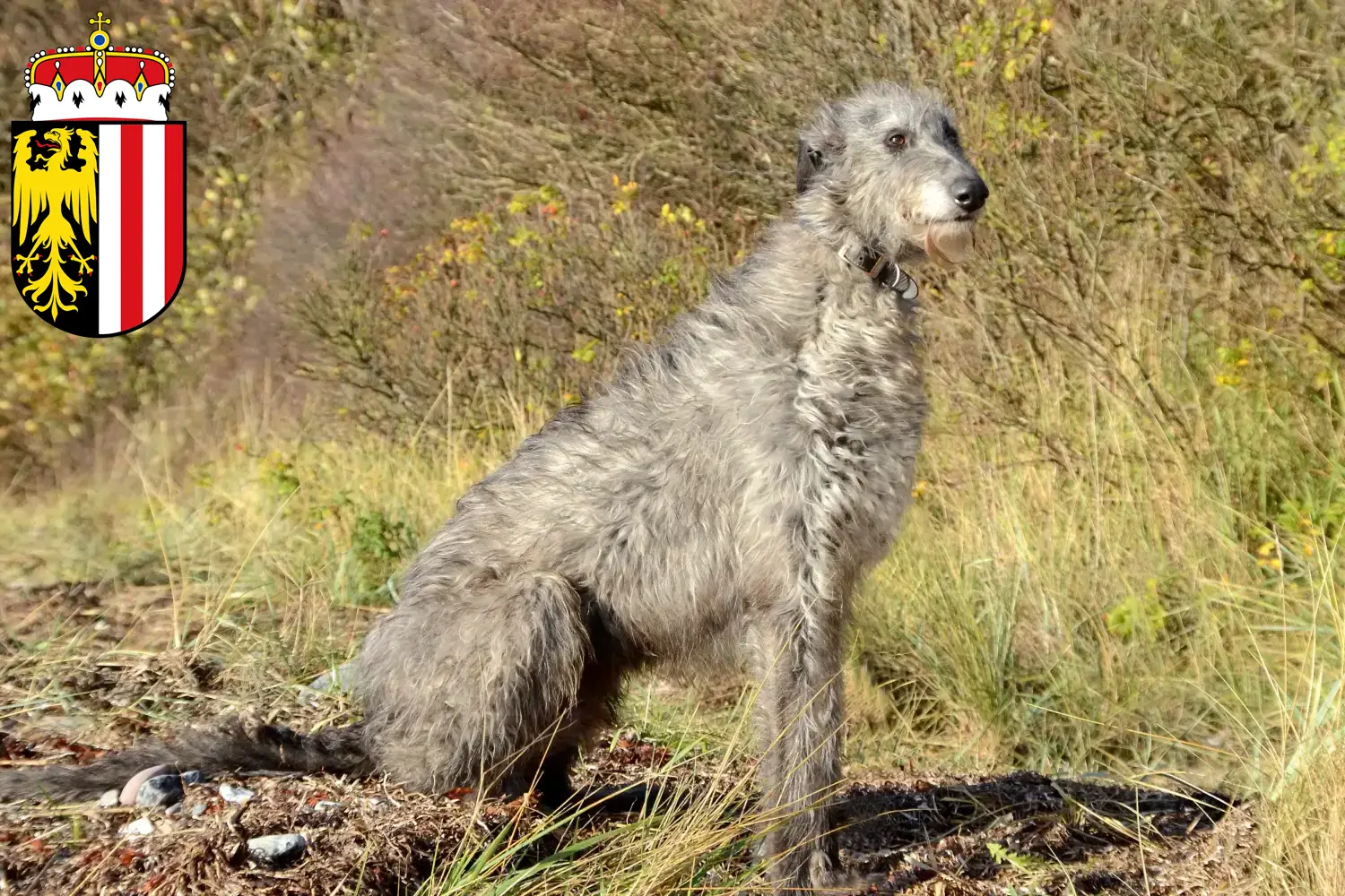 Read more about the article Deerhound breeders and puppies in Upper Austria