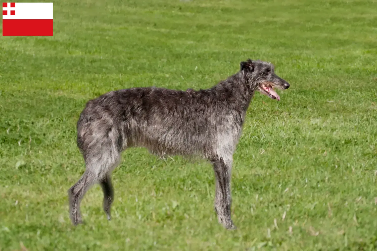 Read more about the article Deerhound breeders and puppies in Utrecht