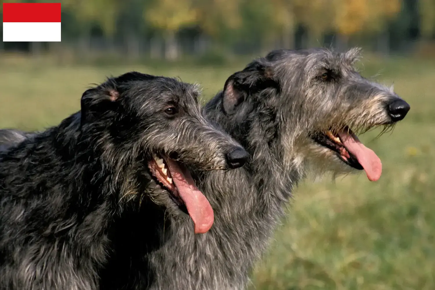 Read more about the article Deerhound breeders and puppies in Vienna