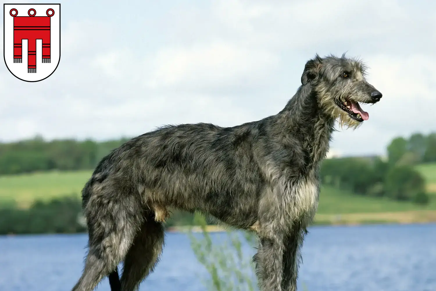 Read more about the article Deerhound breeders and puppies in Vorarlberg