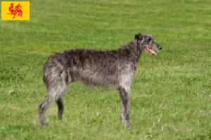Read more about the article Deerhound breeders and puppies in Walloon Region