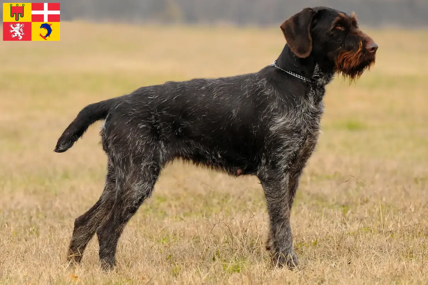 Read more about the article Deutsch Drahthaar breeders and puppies in Auvergne-Rhône-Alpes