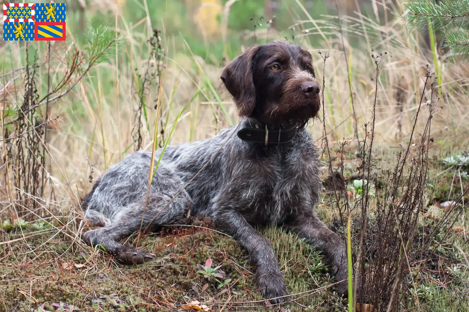 Read more about the article Deutsch Drahthaar breeders and puppies in Bourgogne-Franche-Comté