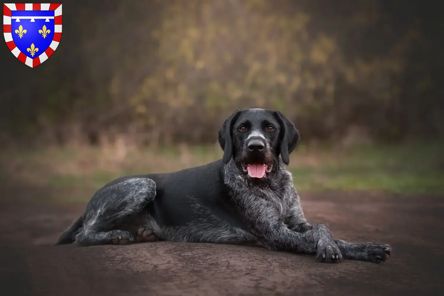 Read more about the article German Wirehair breeders and puppies in Centre-Val de Loire