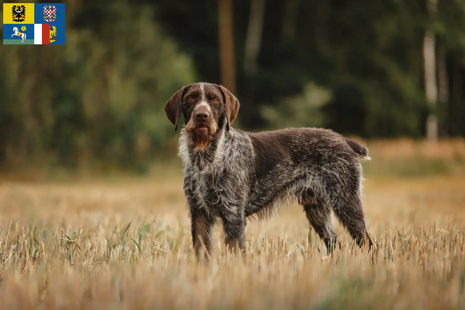 Read more about the article German Wirehair breeders and puppies in Moravia-Silesia