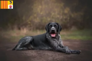 Read more about the article German Wirehair breeders and puppies in Provence-Alpes-Côte d’Azur