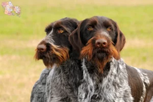 Read more about the article Deutsch Drahthaar breeders and puppies in Syddanmark