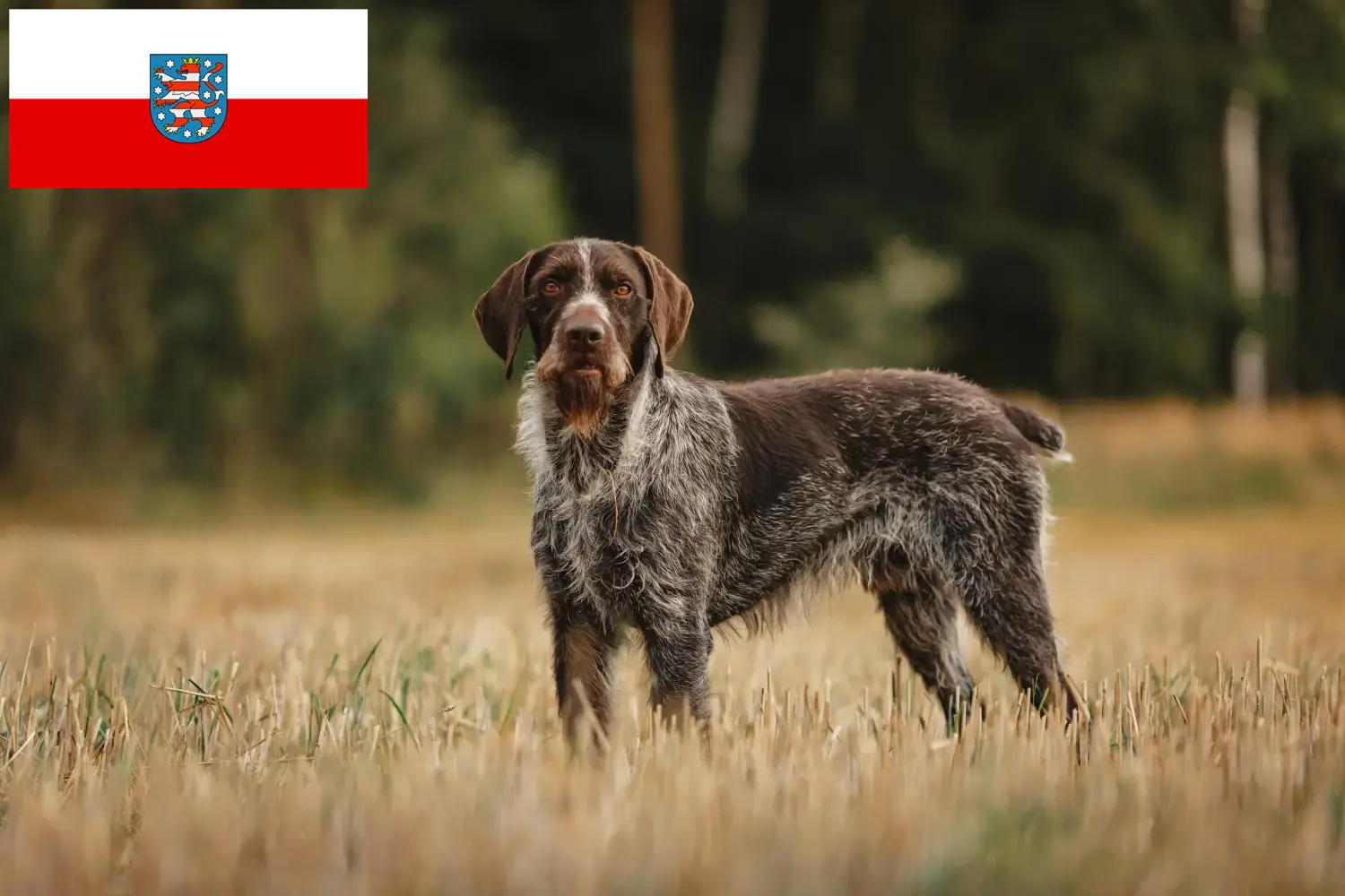 Read more about the article Deutsch Drahthaar breeders and puppies in Thuringia